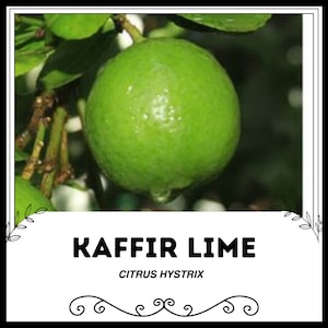 Kaffir Lime - Citrus hystrix - Rare &#39;Fruit&#39; Seeds - Makrut Lime, Green-Yellow, Thai Lime, Rutaceae, Indonesian Lime, Mauritius Papeda
