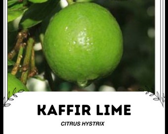Kaffir-Limette - Citrus hystrix - Seltene 'Frucht'-Samen - Makrut-Limette, Grün-Gelb, Thailändische Limette, Rutaceae, Indonesische Limette, Mauritius Papeda