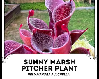 Sonnige Sumpf-Kannenpflanze - Heliamphora pulchella - Seltene 'Fleischfressende' Samen - Gelbe Kannenpflanze, Trompeten-Kannenpflanze, Sarracenia Flava