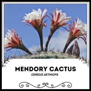 Mendory Cactus - Cereus aethiops - Rare &#39;Cactus&#39; Seeds - Peruvian Apple Cactus, Hedge Cactus, Night blooming Cereus, Ethiopian Torch Cactus