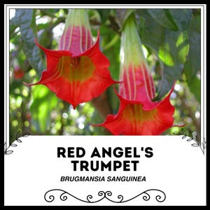 Könnte beinhalten: Zwei rote Engelstrompeten-Blüten mit grünen Stielen und Blättern. Die Blüten sind trompetenförmig und haben eine leuchtend rote Farbe. Der Text "Red Angel's Trumpet Brugmansia Sanguinea" befindet sich unter den Blüten.