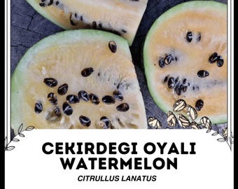 チェキルデジ・オヤリ・スイカ - Citrullus lanatus - 珍しい家宝の