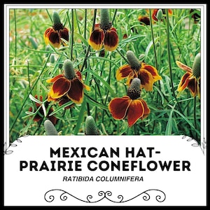 Mexican Hat - Prairie Coneflower - Ratibida columnifera - Rare &#39;Plant&#39; Seeds - Red Coneflower, Long-Headed Prairie Cone,  Prairie Coneflower