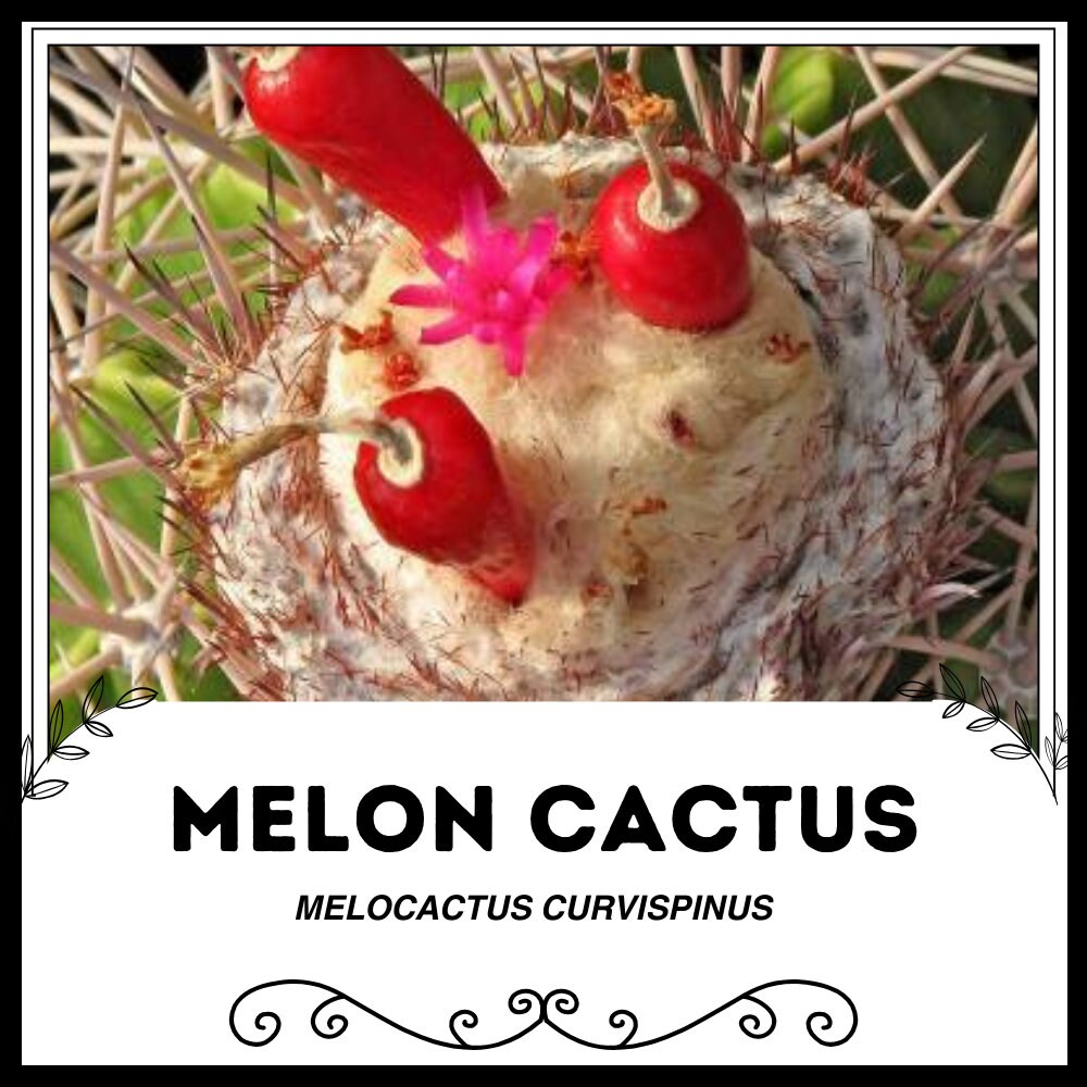 Melon cactus - Etsy sterreich