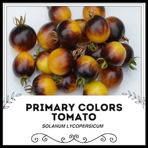 Hauptfarben Tomate - Solanum lycopersicum - Seltenes Erbgemüse