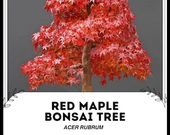 30 Samen Japanischer Roter Ahorn Baum Bonsai Seltene Pflanze fr Hausgarten  - Etsy.de