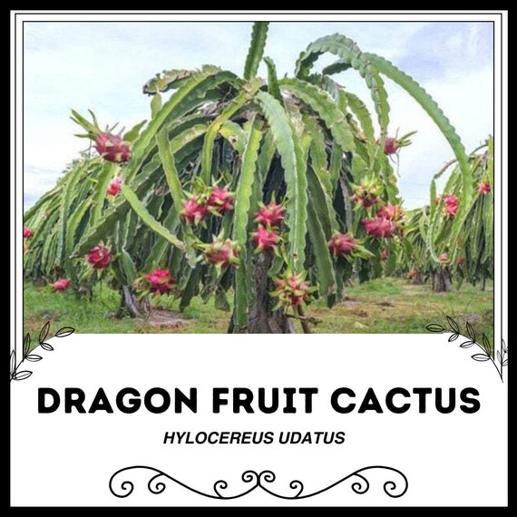 Drachenfrucht Kaktus - Hylocereus udatus - Seltene Kaktusfrucht - Etsy  sterreich