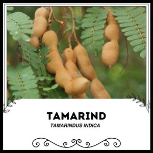 Tamarind - Tamarindus Indica - Rare &#39;Fruit&#39; Seeds - Indian Date, Brown-Green, Sweet Tamarind, Fabaceae, Asam jaw, Khiar Shamar, Me Makok