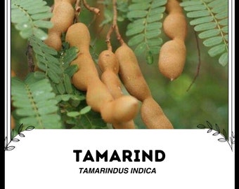 Tamarinde Samen 100 Stück – Säulenobstbaum Für Sonnige Plätze, Bio Garten- & Zimmerdeko Tamarinde Samen 100 Stück – Säulenobstbaum Für Sonnige Plätze, Bio Garten- & Zimmerdeko