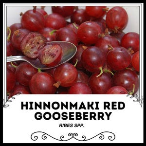 Hinnonmaki Red Gooseberry - Ribes spp. - Rare &#39;Fruit&#39; Seeds - Hinnonmäen Punainen, Red Gooseberry Bush, Red-Yellow, Ribes uva-crispa