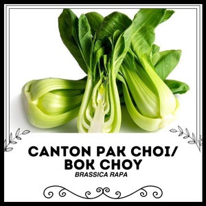 Canton Pak Choi / Bok Choy - Brassica rapa - Seltenes altes Gemüse