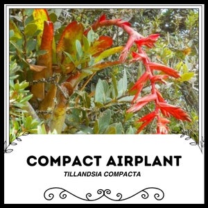 Compacte luchtplant - Tillandsia compacta - Zeldzame &#39;Air Plant&#39;-zaden - Kleine luchtplant, oranjegeel, luchtplant, bolmos, zilverachtige Tillandsia
