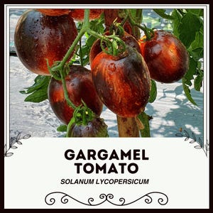 Gargamel Tomato - Solanum lycopersicum - Rare Heirloom Vegetables