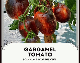 Gargamel Tomate - Solanum lycopersicum - Seltenes Erbgemüse