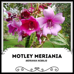 Kunterbunter Meriania - Meriania nobilis - Seltene &#39;Pflanzen&#39;-Samen - Kolumbianischer Nachtschatten, Pink-Rot, Traubenbaum, Splendid Fuchsia, Exquisite Meriania