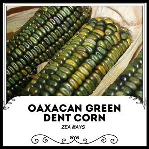 Oaxacan Green Dent Corn - Zea mays - Rare Heirloom Vegetable