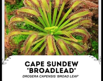 Cape Sundew 'Broadlead' - Drosera capensis 'Broad Leaf' - Rare 'Carnivorous' Seeds - Sundew, Expanded Leaf Sundew, South African Sundew