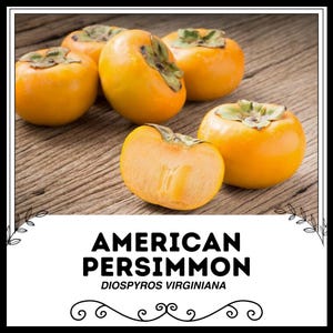 American Persimmon - Diospyros virginiana - Rare &#39;Fruit&#39; Seeds - Common Persimmon, Orange-Yellow, Eastern Persimmon, Ebenaceae, Simmon Tree