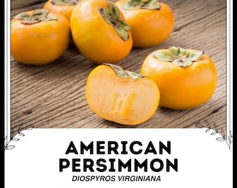 Puede incluir: Primer plano de seis caquis americanos maduros y de color naranja, un tipo de fruta, sobre una superficie de madera. El texto "AMERICAN PERSIMMON" y "DIOSPYROS VIRGINIANA" se muestra debajo de la fruta.