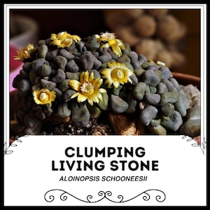 Clumping Living Stone - Aloinopsis Schooneesii - Rare &#39;Succulent&#39; Seeds - Rock plant, Black-Yellow, Pebble plant, mimicry plant, Split Rocks