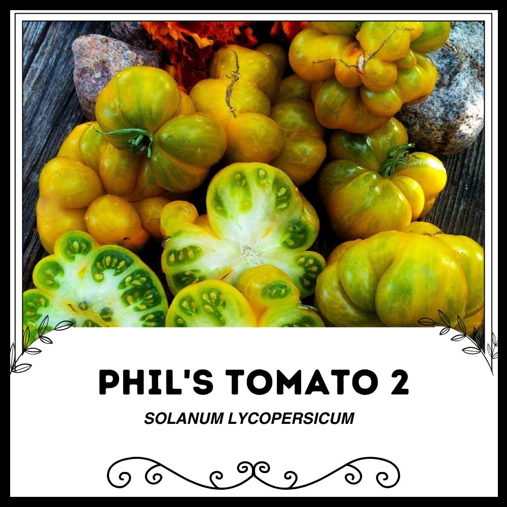 フィルのトマト 2 - トマト - 希少な伝統野菜 - Etsy 日本