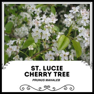St. Lucie Cherry Tree - Prunus mahaleb - Rare &#39;Fruit&#39; Seeds - Acerola Cherry,Barbados Cherry, White-Green,West Indian Cherry,Antilles Cherry