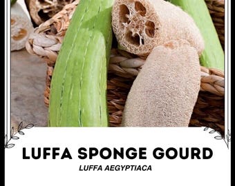 Luffa Sponge Gourd - Luffa aegyptiaca - Rzadkie nasiona 'Plant' - Luffah, Sponge Gourd, Pink-Beige, Dishcloth Gourd, Rag Gourd, Luffa aegyptiaca