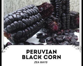 Black Aztec Corn - Mary's Heirloom Seeds