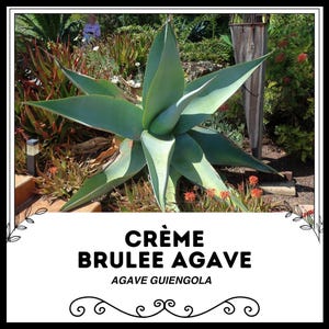 Creme Brulee Agave - Agave guiengola - Rare &#39;Succulent&#39; Seeds - Century Plant, Green-White, Blue Agave, Spiked Agave, Vanilla Torch Nectar