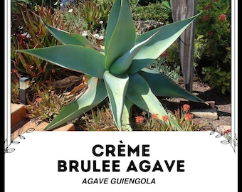 Creme Brulee Agave - Agave guiengola - Seltene 'Sukkulenten' Samen -  Jahrhundertpflanze, Grn-Wei, blaue Agave, Stachelagave,  Vanillefackelnektar - Etsy sterreich
