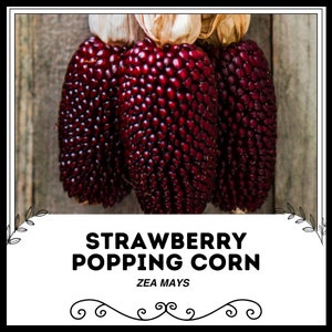 Strawberry Popping Corn - Zea mays - Rare Heirloom Vegetable