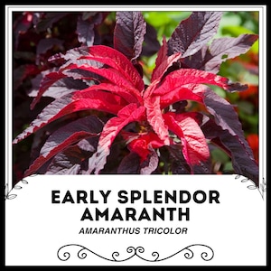Early Splendor Amaranth - Amaranthus tricolor - Rare &#39;Plant&#39; Seeds - Josephs Coat, Red-Pink, Tampala, Radiant Amaranth, Aurora Amaranth