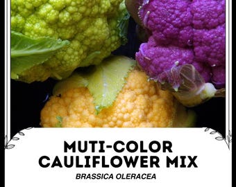 Mezcla de coliflor multicolor - Brassica oleracea - Vegetal de herencia rara