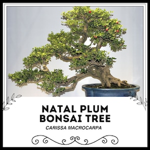 Natal Plum Bonsai Tree - Carissa macrocarpa - Rare Bonsai Species