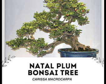 Árbol bonsái de ciruela natal - Carissa macrocarpa - Especies raras de bonsái