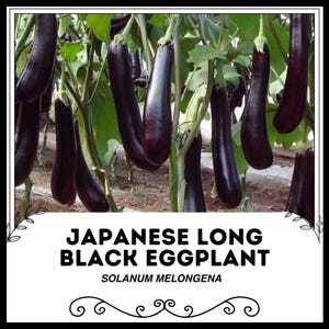 Japanese Long Black Eggplant - Solanum melongena - Rare Heirloom Vegetable