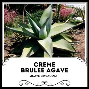 Creme Brulee Agave - Agave guiengola - Semi rari &#39;succulenti&#39; - Agave blu, grigio-verde, semi di agave a spillo, Brulee Spike succulenta, Flame Agave
