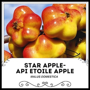 Stjärnäpple - Api Etoile-äpple - Malus domestica - Sällsynta 'Bonsai'-frön - Stjärnäpple, Gyllene lövträd, Chrysophyllum cainito, Caimito