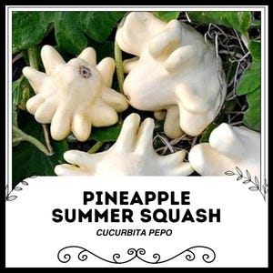 Puede incluir: Tres calabacines de verano de piña blancos con una superficie irregular y texturizada. Los calabacines están dispuestos sobre un lecho de hojas verdes. El texto "Pineapple Summer Squash Cucurbita Pepo" se muestra debajo de los calabacines.
