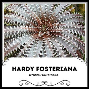 Hardy Fosteriana - Dyckia fosteriana - Rare &#39;Bromeliad&#39; Seeds - Agave Fosteriana, Brown-White, Dwarf Century Plant, Hardy Hybrid Tulips