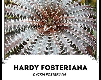 Hardy Fosteriana - Bromelie - seltene 'Bromelie' Samen - Agave Fosteriana,  braun-wei, Zwerg-Jahrhundertpflanze, winterharte Hybrid-Tulpen - Etsy  Schweiz