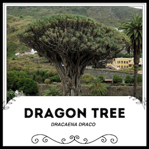 Dragon Tree - Dracaena Draco - Semi rari &#39;succulenti&#39; - Dracaena Marginata, Verde-Marrone, Dracaena bordo rosso, Albero del drago del Madagascar, Asparagaceae