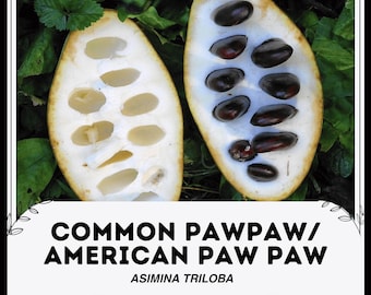 Papaya común / Papaya americana - Asimina triloba - Semillas de 'frutas' raras