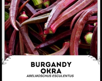 Burgandy Okra - Abelmoschus esculentus - Rare Heirloom Vegetable