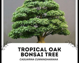 Tropische Eiche Bonsai Baum - Casuarina cunninghamiana - Seltene 'Bonsai  Baum' Samen - Quercus myrsinifolia, Chinesische immergrne Eiche - Etsy.de