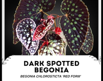 Blooms625 ベゴニア ルージュ バリエガタ ベゴニア ベゴニアの種子 30