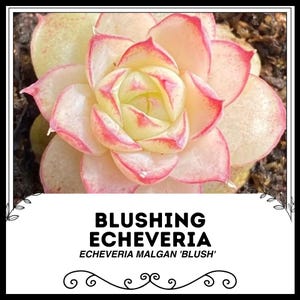 Blushing Echeveria - Echeveria malgan &#39;Blush&#39; - Seltene &#39;Sukkulenten&#39;-Samen - Echeveria Perle Von Nurnberg, Gelb-Rosa, Perle von Nürnberg