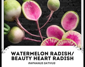 Wassermelonen-Radish / Schönheitsherz-Radish - Raphanus sativus - Seltenes altes Gemüse