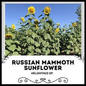 Russian Mammoth Sunflower - Helianthus sp - Rare &#39;Plant&#39; Seeds - Giant sunflower, Green-Yellow, Tall sunflower, Russian Jumbo Sunflower
