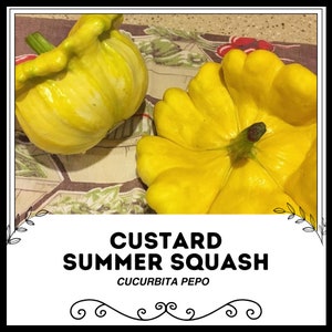 Custard Summer Squash - Cucurbita pepo - Seltenes Erbgemüse